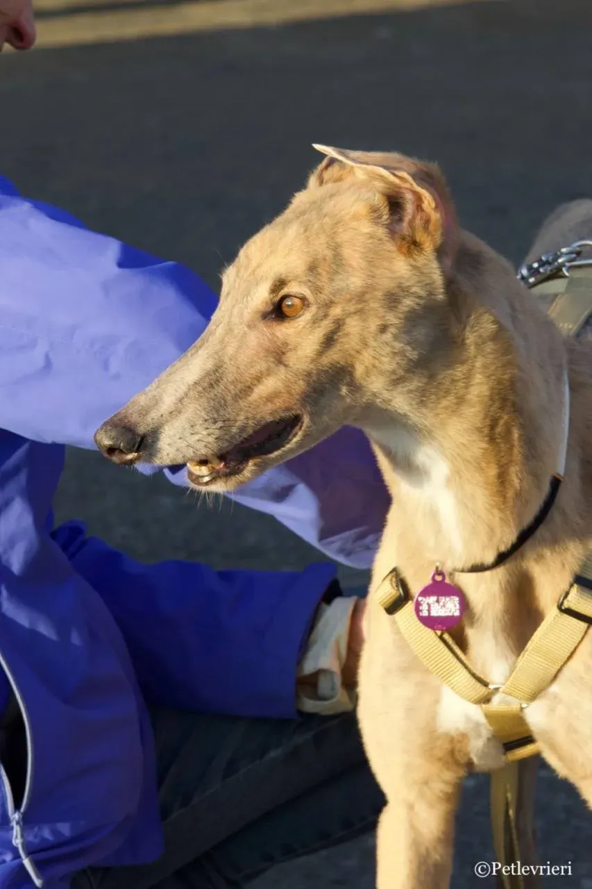 crazy earner adozione greyhound macao 23