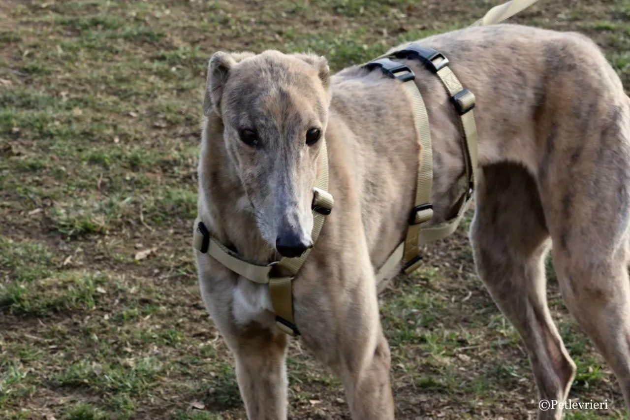 crazy earner adozione greyhound macao 6