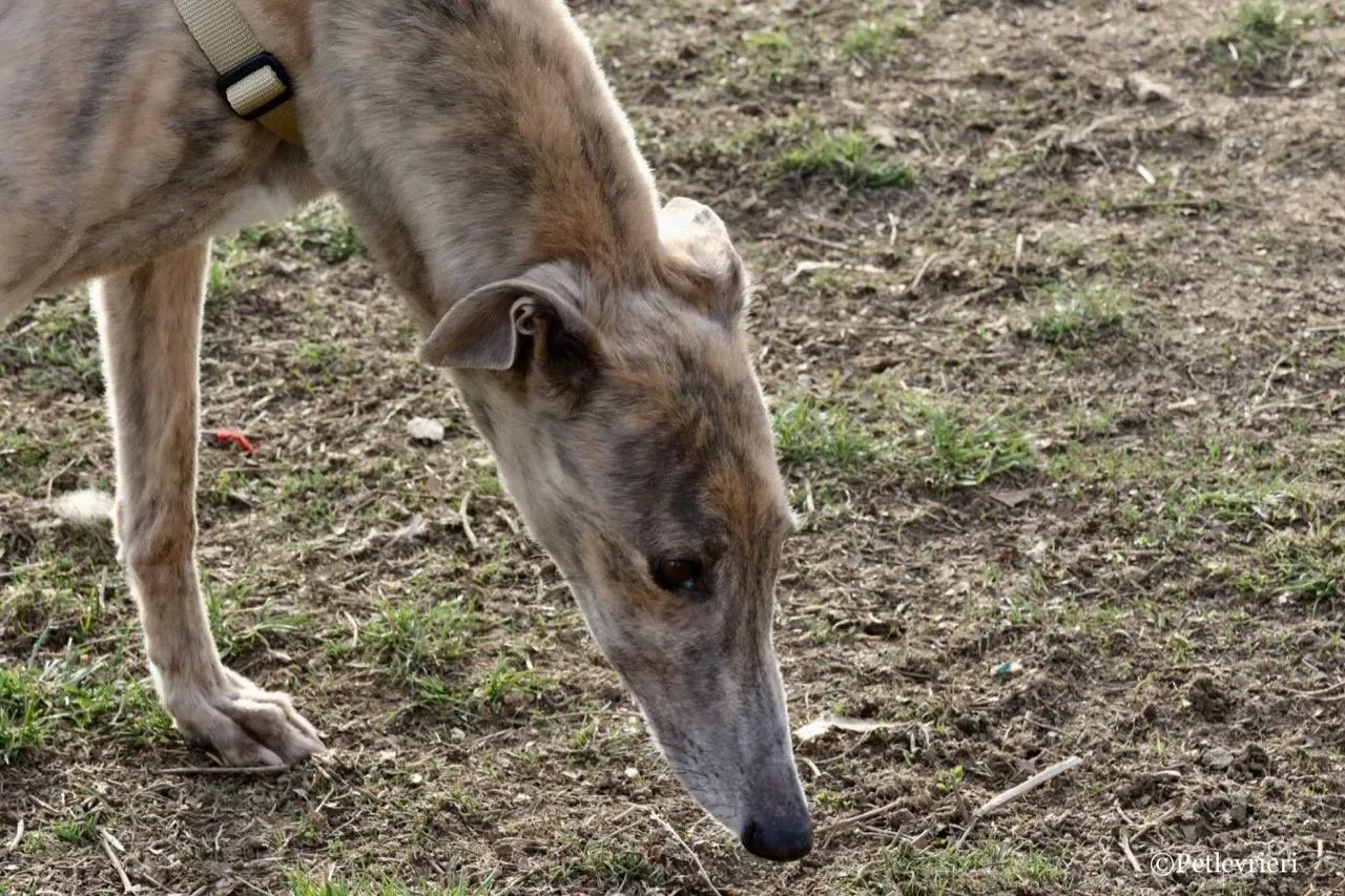 crazy earner adozione greyhound macao 7