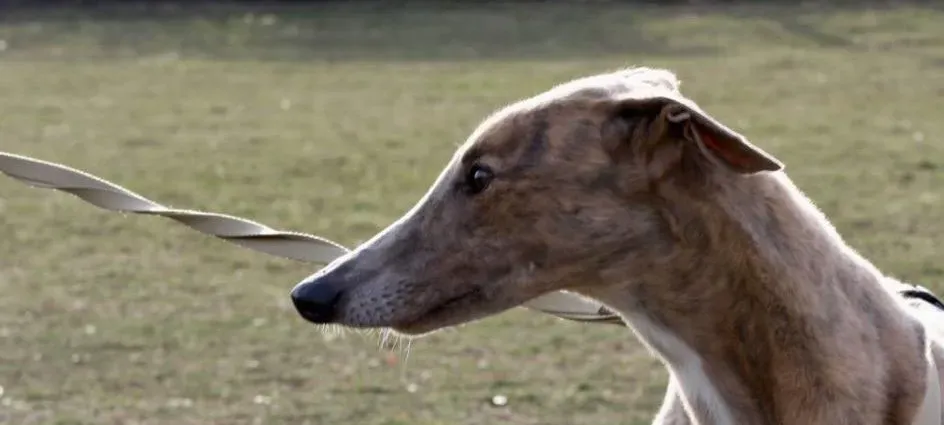 crazy earner adozione greyhound macao 8 e1551358753907