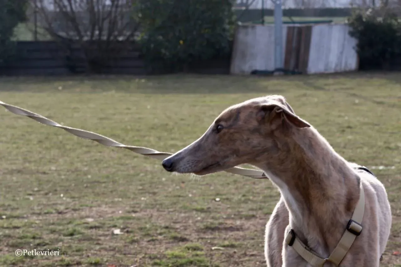 crazy earner adozione greyhound macao 9