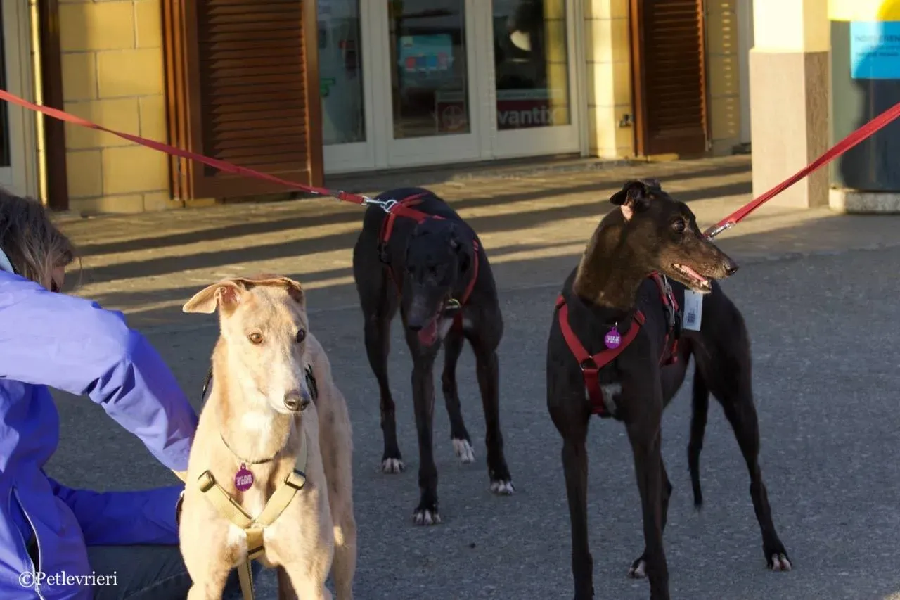 crazy earner louiseville joy fairy lamma adozione greyhound macao 