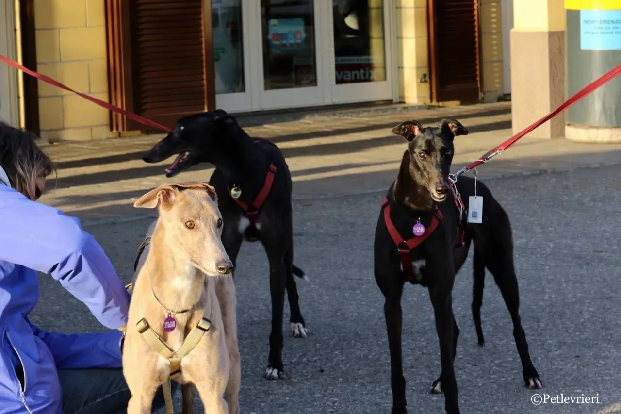 crazy earner louiseville joy fairy lamma adozione greyhound macao 1