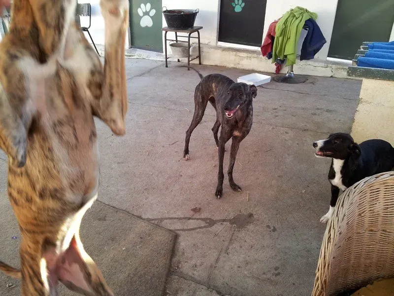 crema jalea e cucciolo