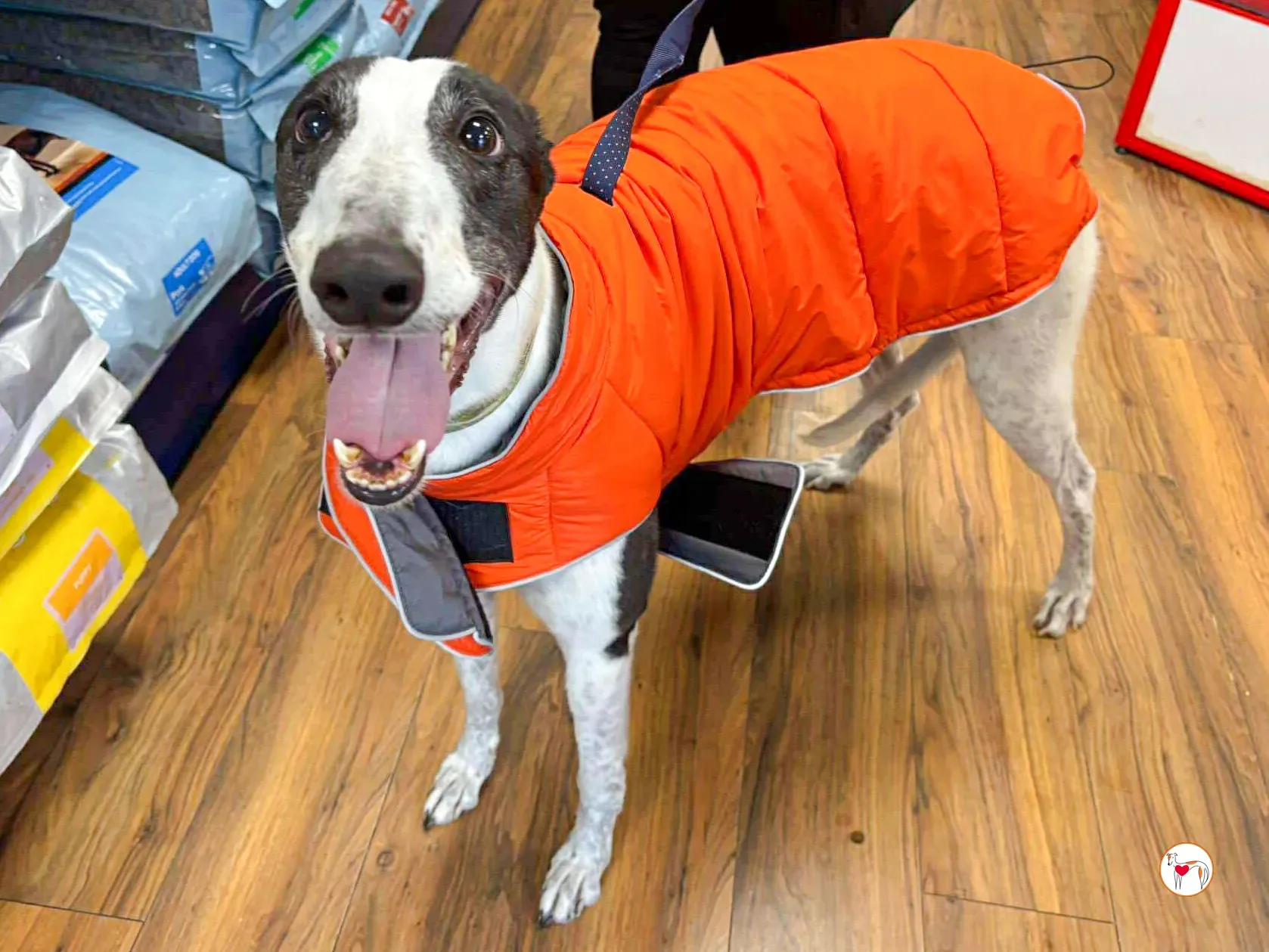 croi grey adozione 01