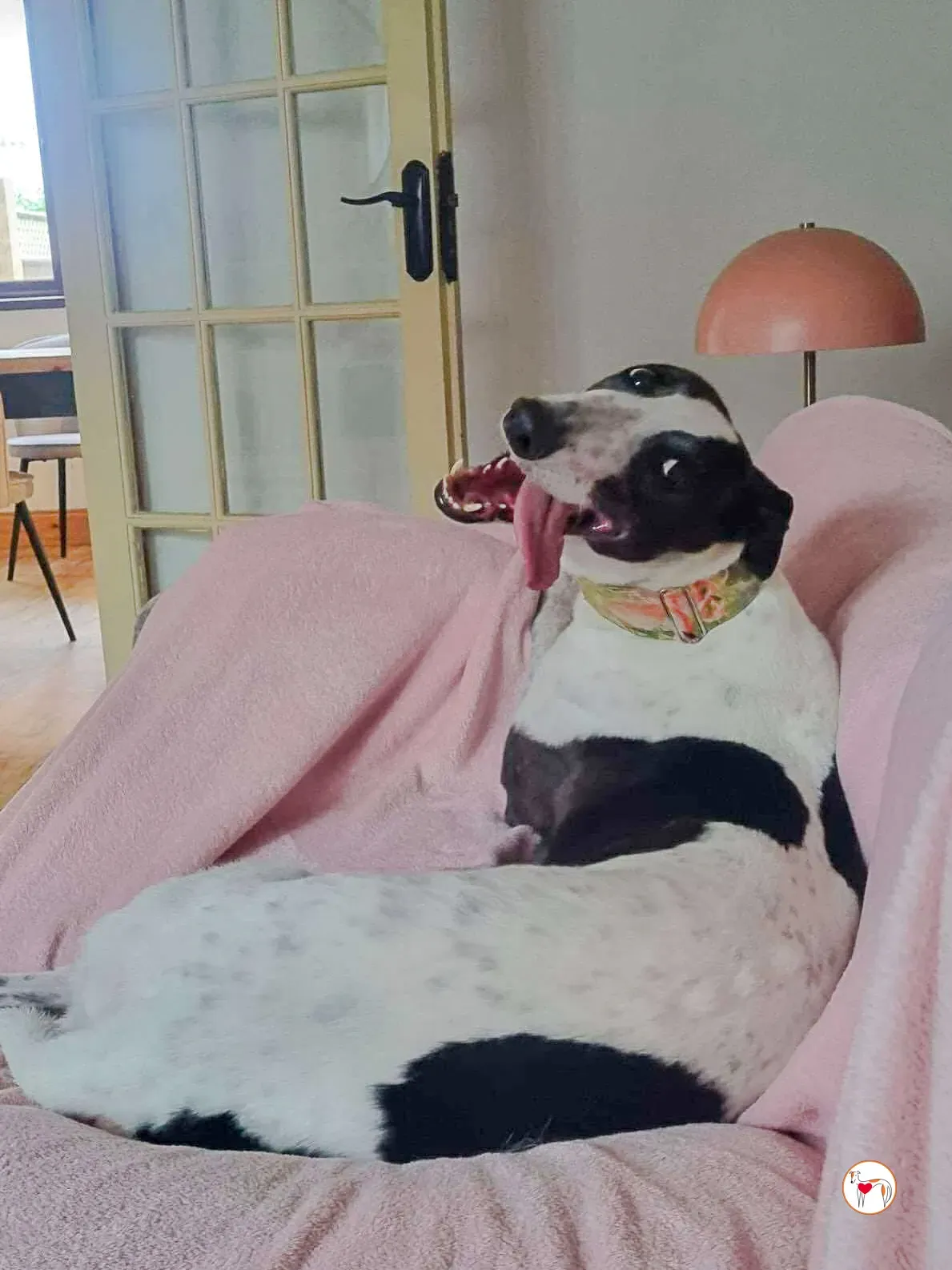 croi grey adozione 02