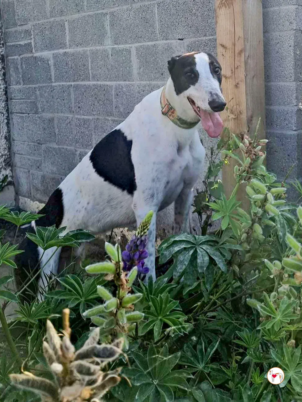 croi grey adozione 03