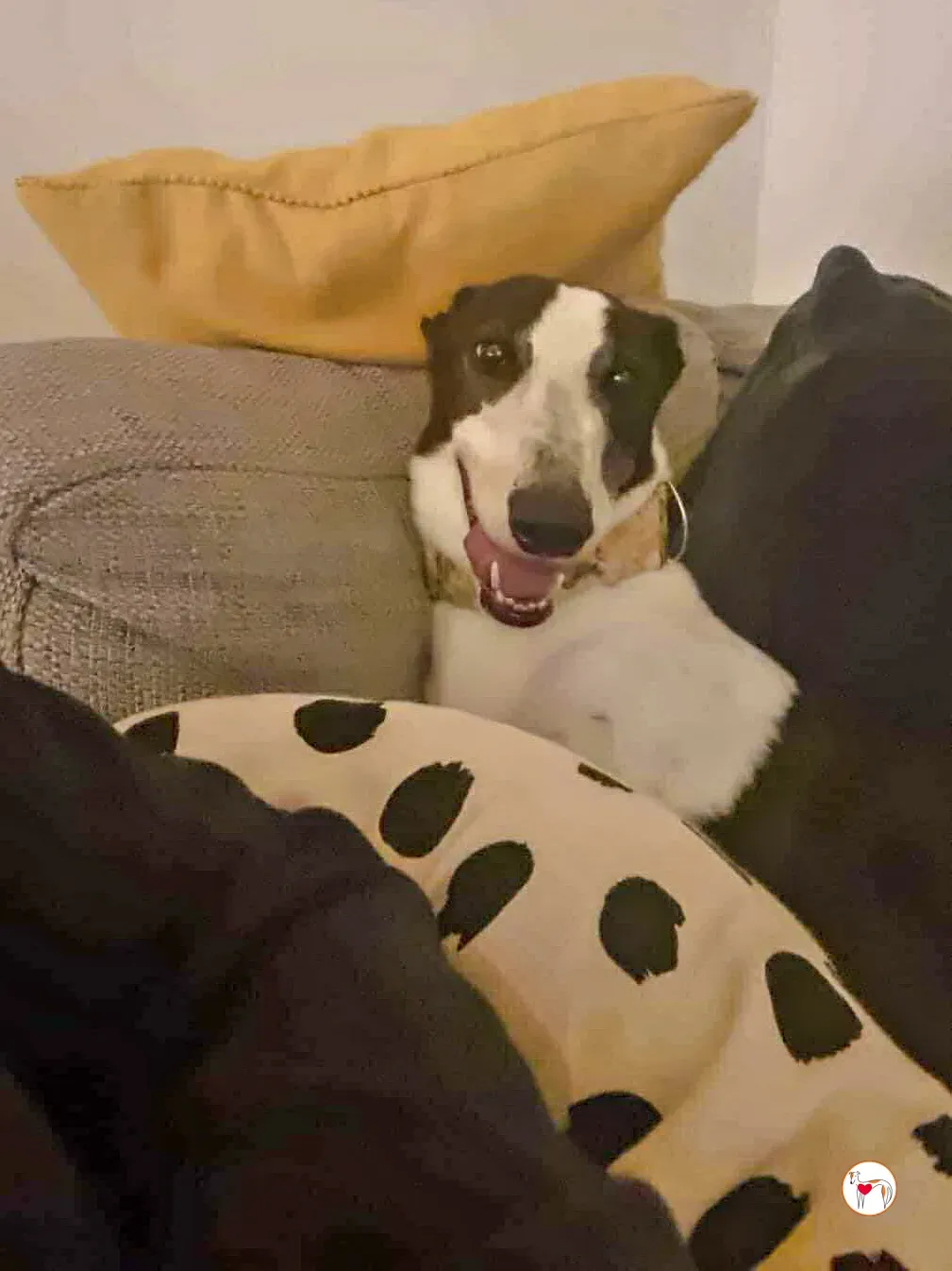 croi grey adozione 04