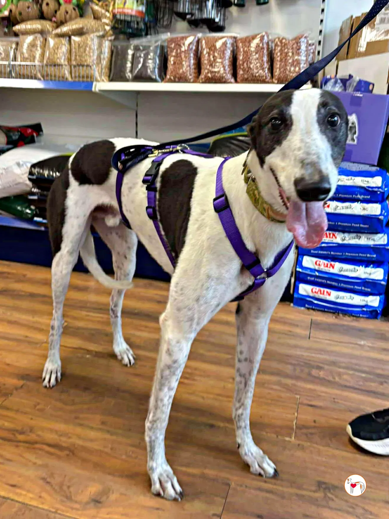 croi grey adozione 05