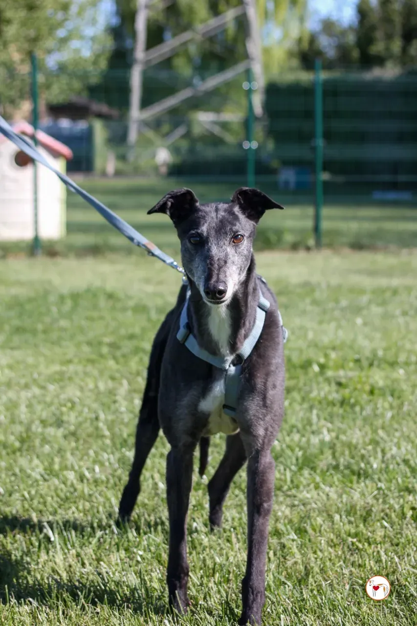 croia arrivogrey20aprile2024 236 large