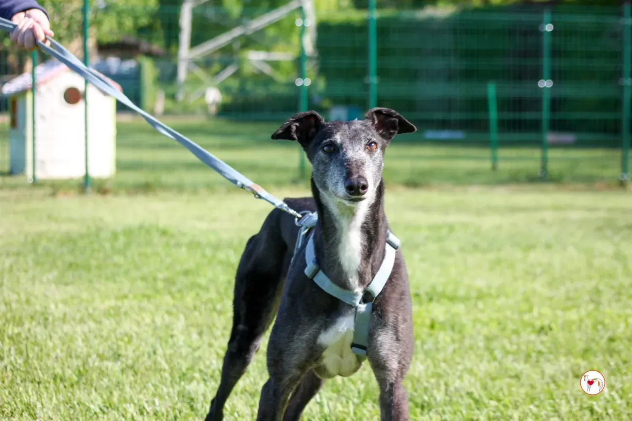 croia arrivogrey20aprile2024 237 large