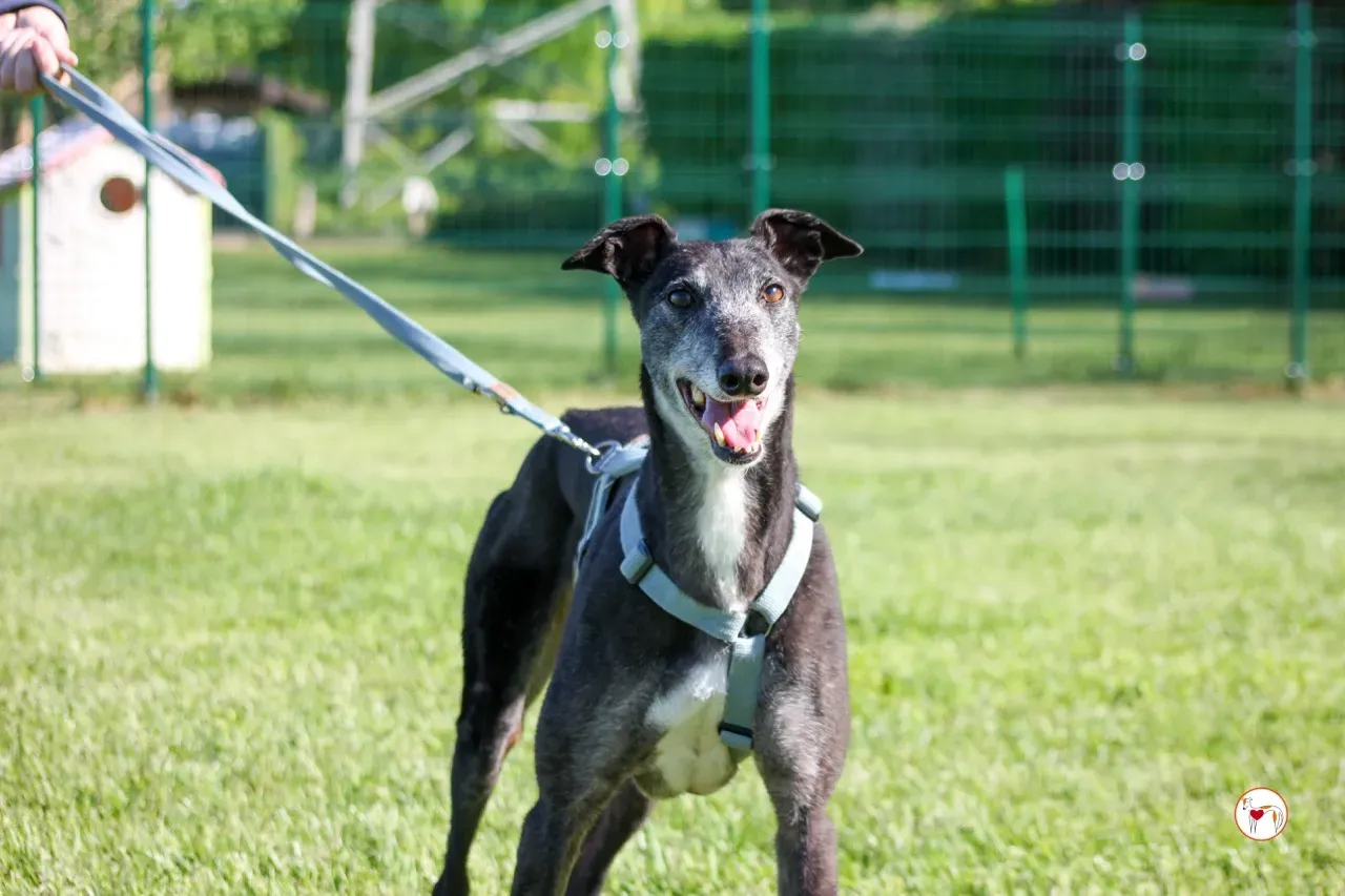 croia arrivogrey20aprile2024 238 large