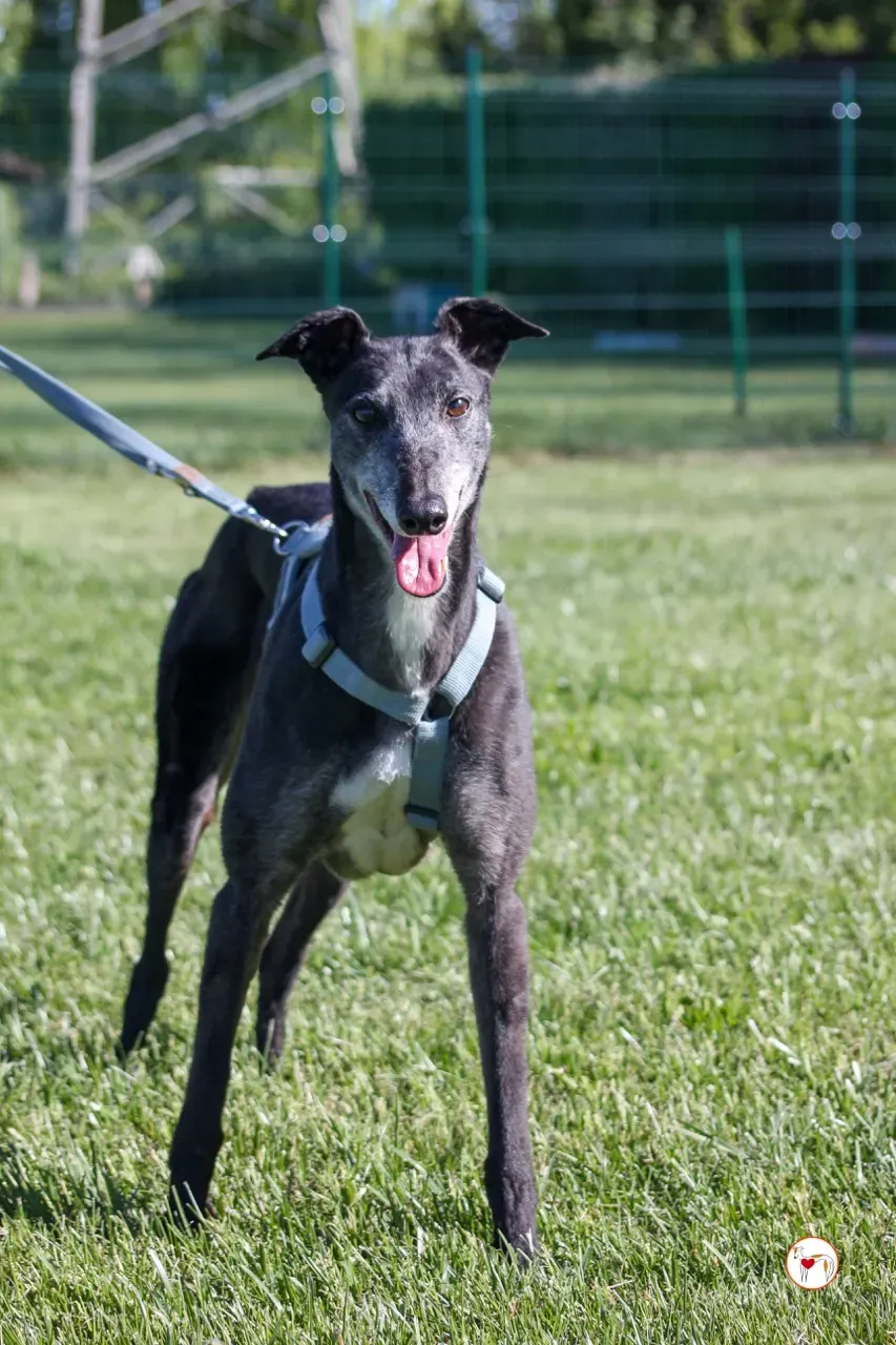 croia arrivogrey20aprile2024 239 large