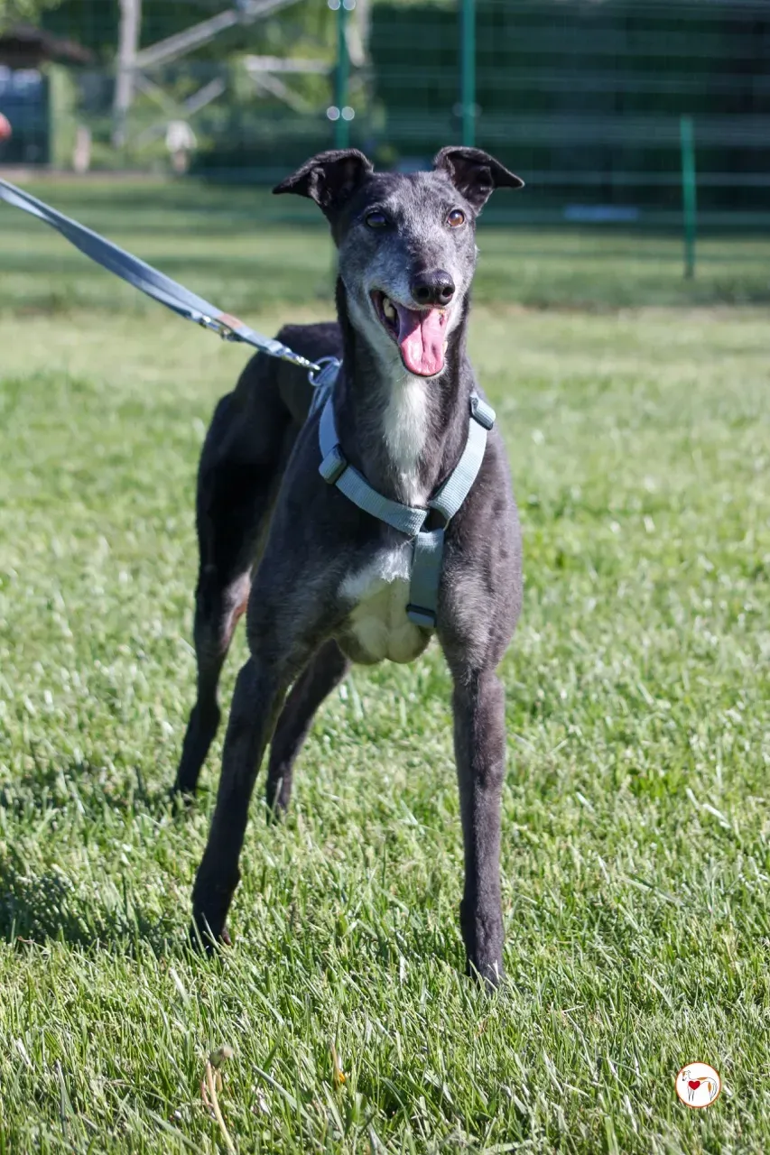 croia arrivogrey20aprile2024 241 large