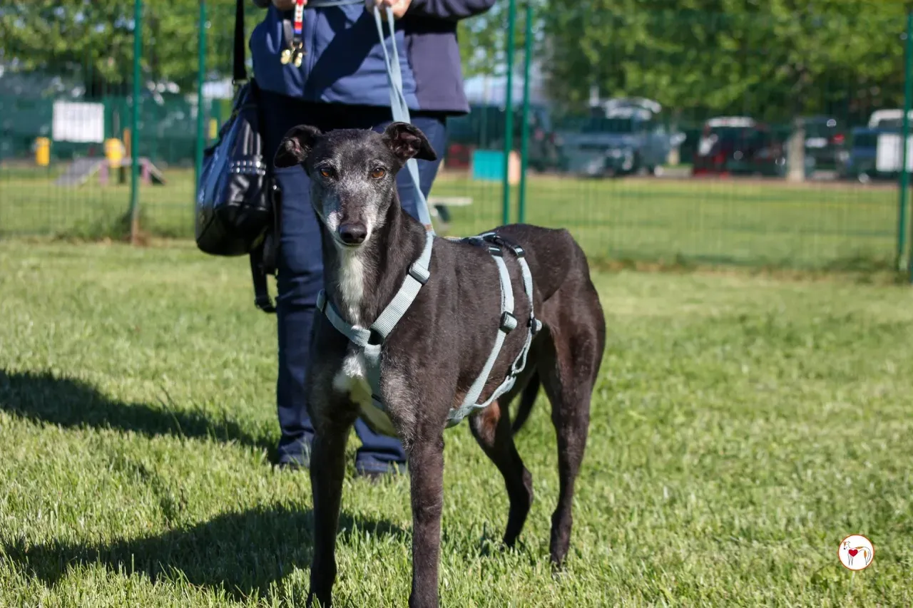 croia arrivogrey20aprile2024 242 large