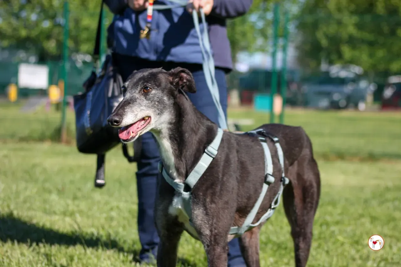 croia arrivogrey20aprile2024 243 large