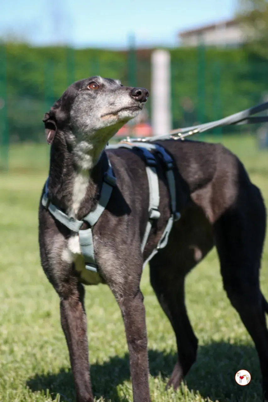 croia arrivogrey20aprile2024 245 large