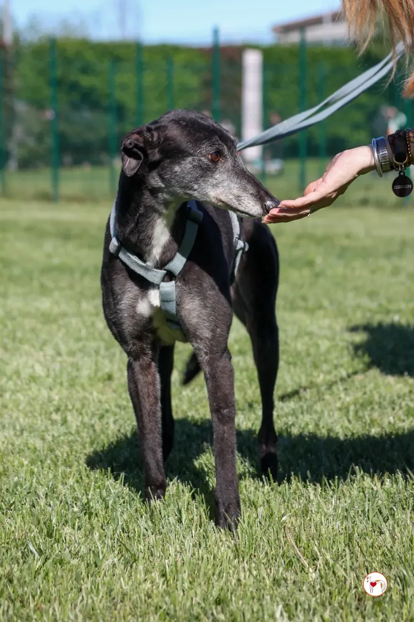 croia arrivogrey20aprile2024 246 large