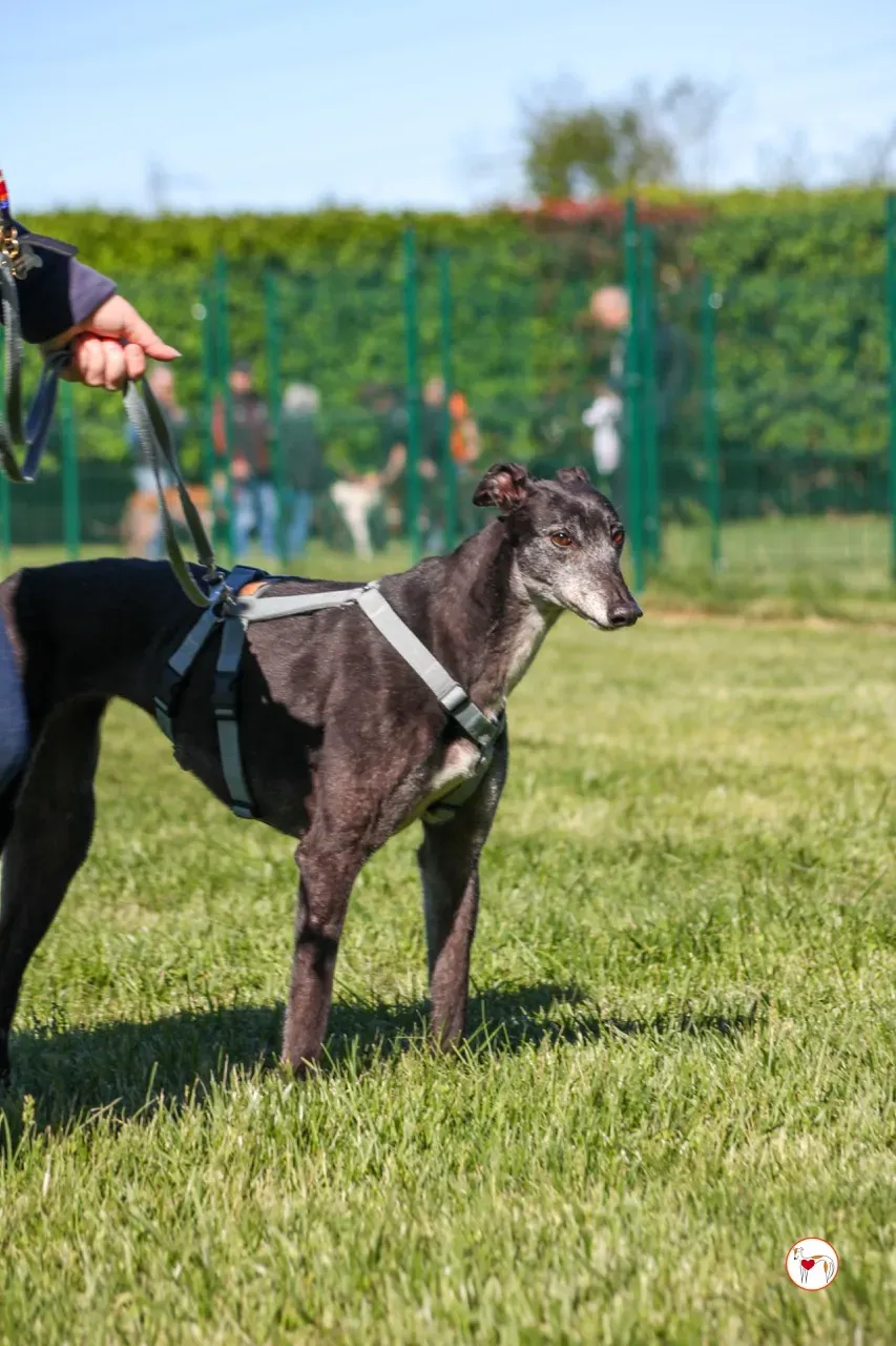 croia arrivogrey20aprile2024 247 large