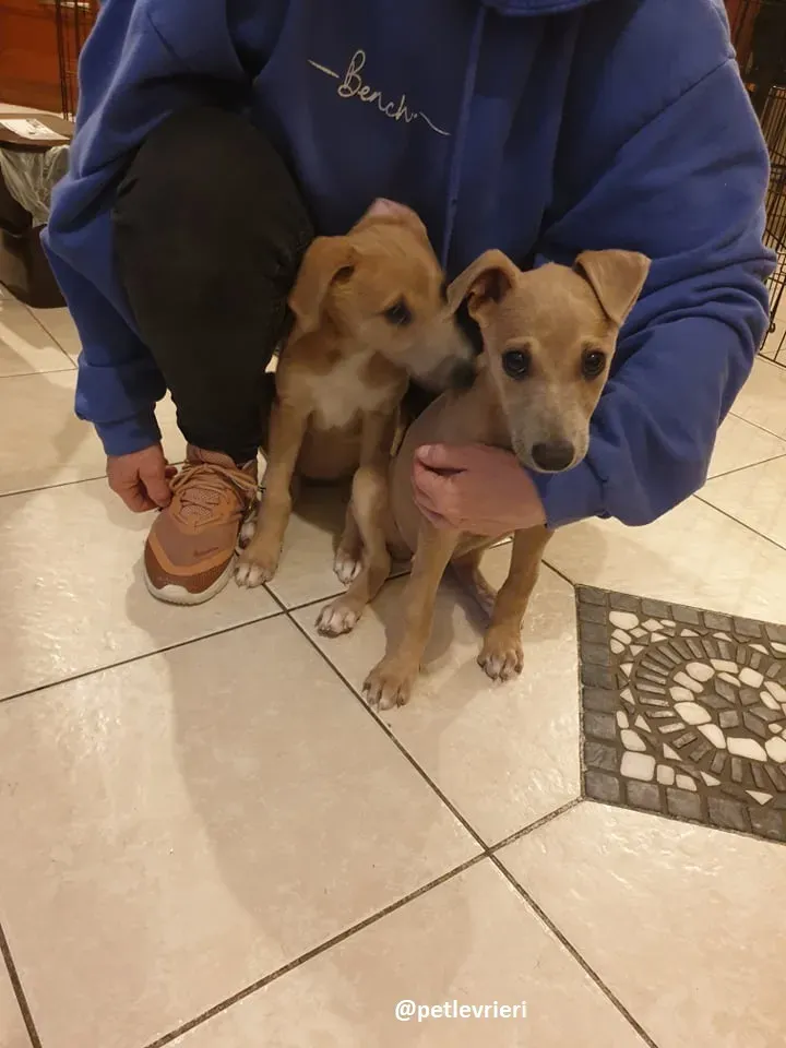 cuccioli adozione lurcher 1