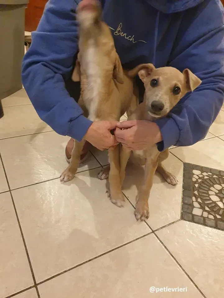 cuccioli adozione lurcher 2