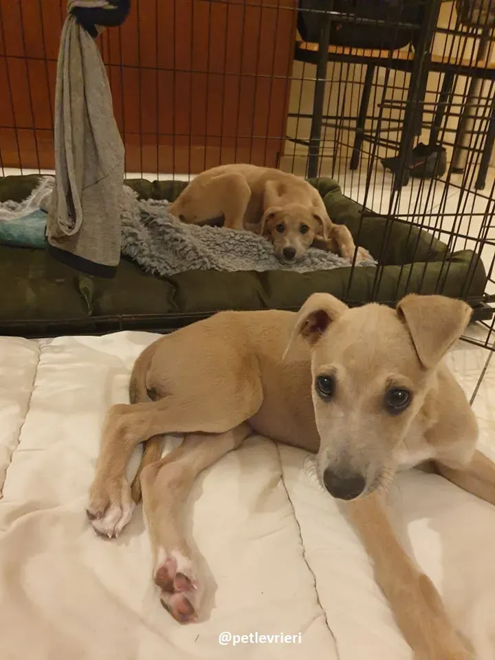 cuccioli adozione lurcher 3