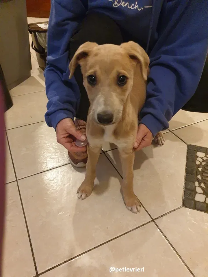 cuccioli adozione lurcher 4