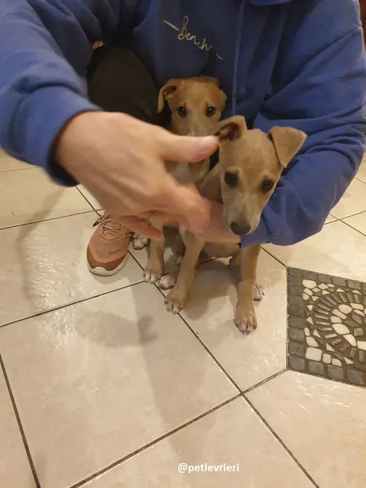 cuccioli adozione lurcher 5