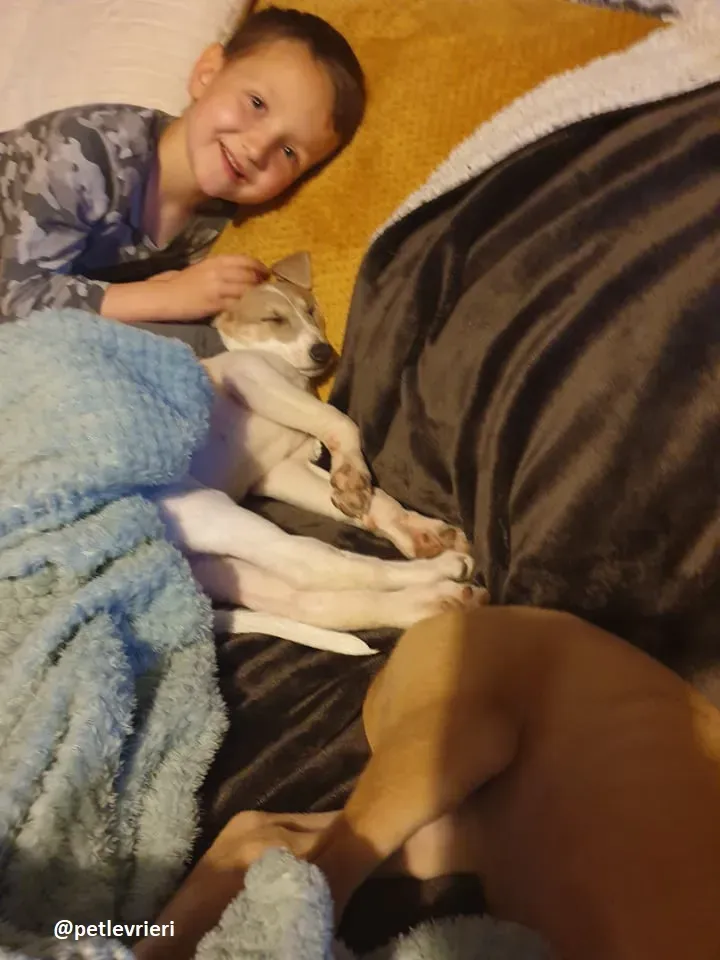 cuccioli adozione lurcher 6