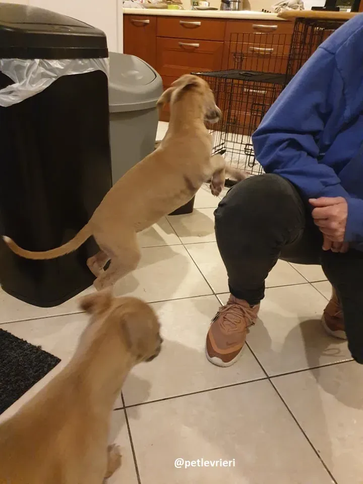 cuccioli adozione lurcher 7