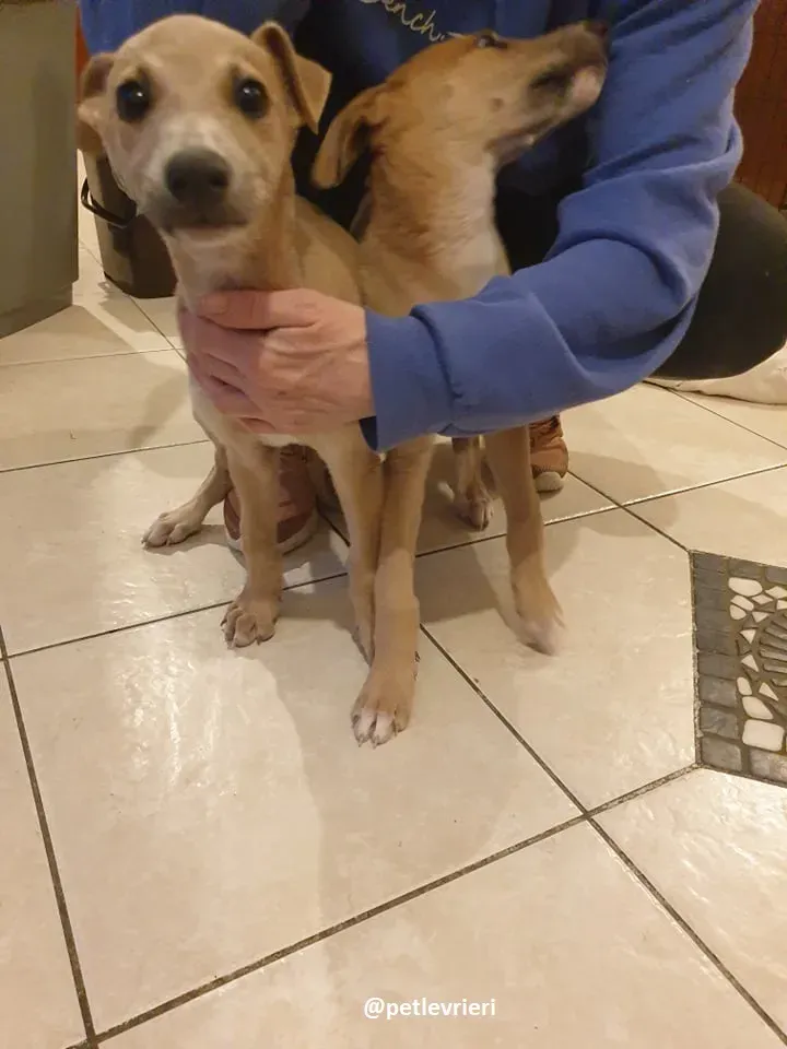 cuccioli adozione lurcher 8