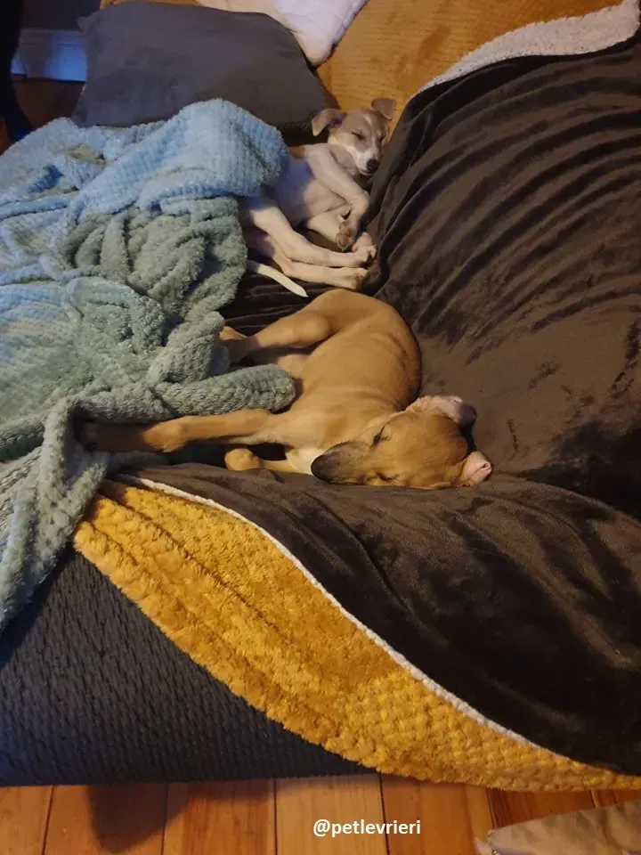 cuccioli adozione lurcher