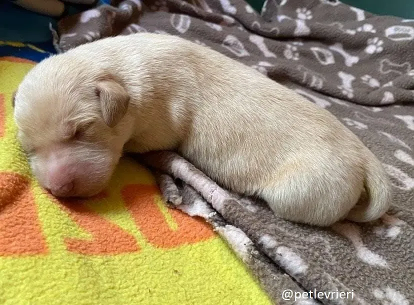 cuccioli cilla adozione 1