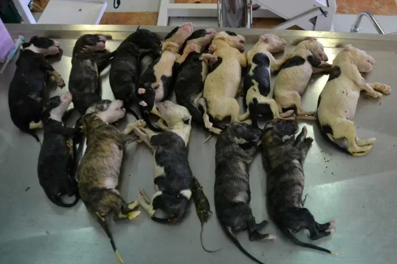 cuccioli morti 6