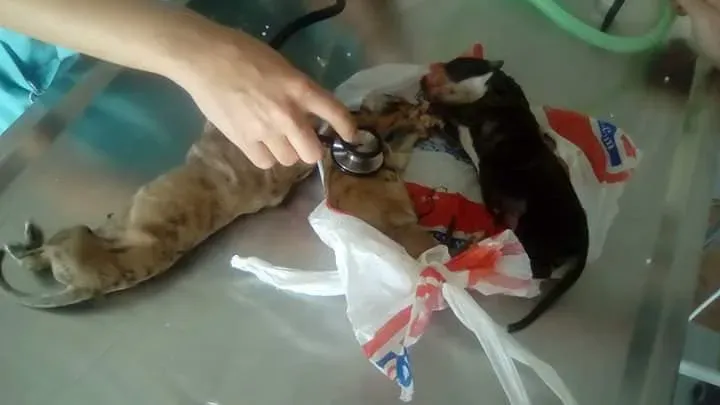 cuccioli galgo scooby