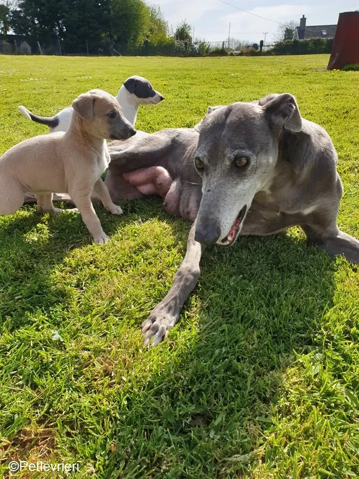cucciolimomma adozione levrieri greyhound 1