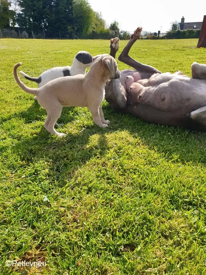 cucciolimomma adozione levrieri greyhound 2