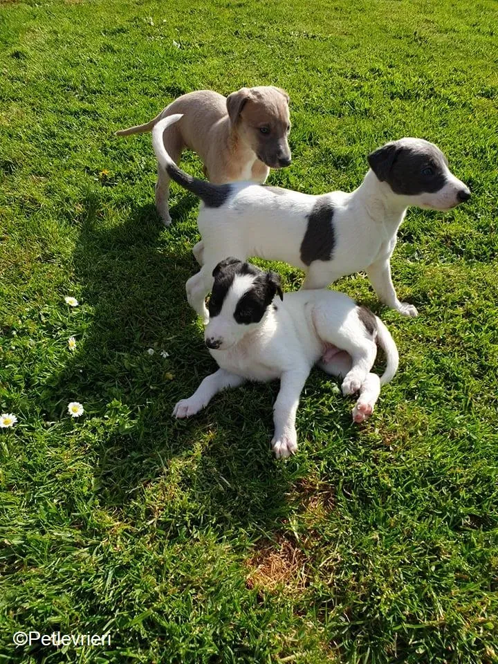 cucciolimomma adozione levrieri greyhound 3
