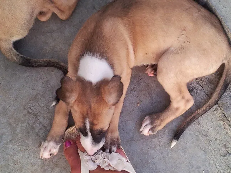 cucciolo tricolore51