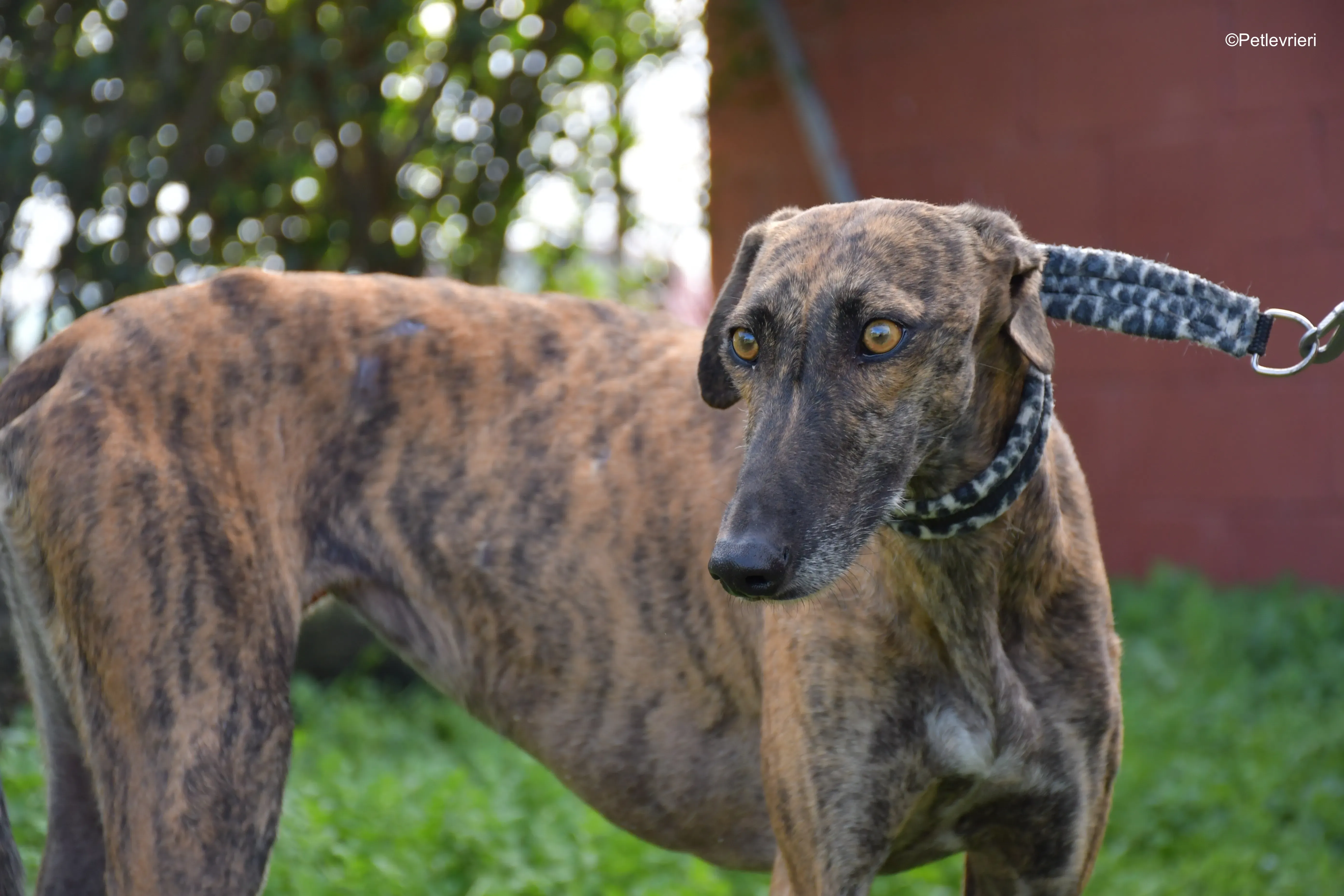 cuchu adozione levrieri galgo 1
