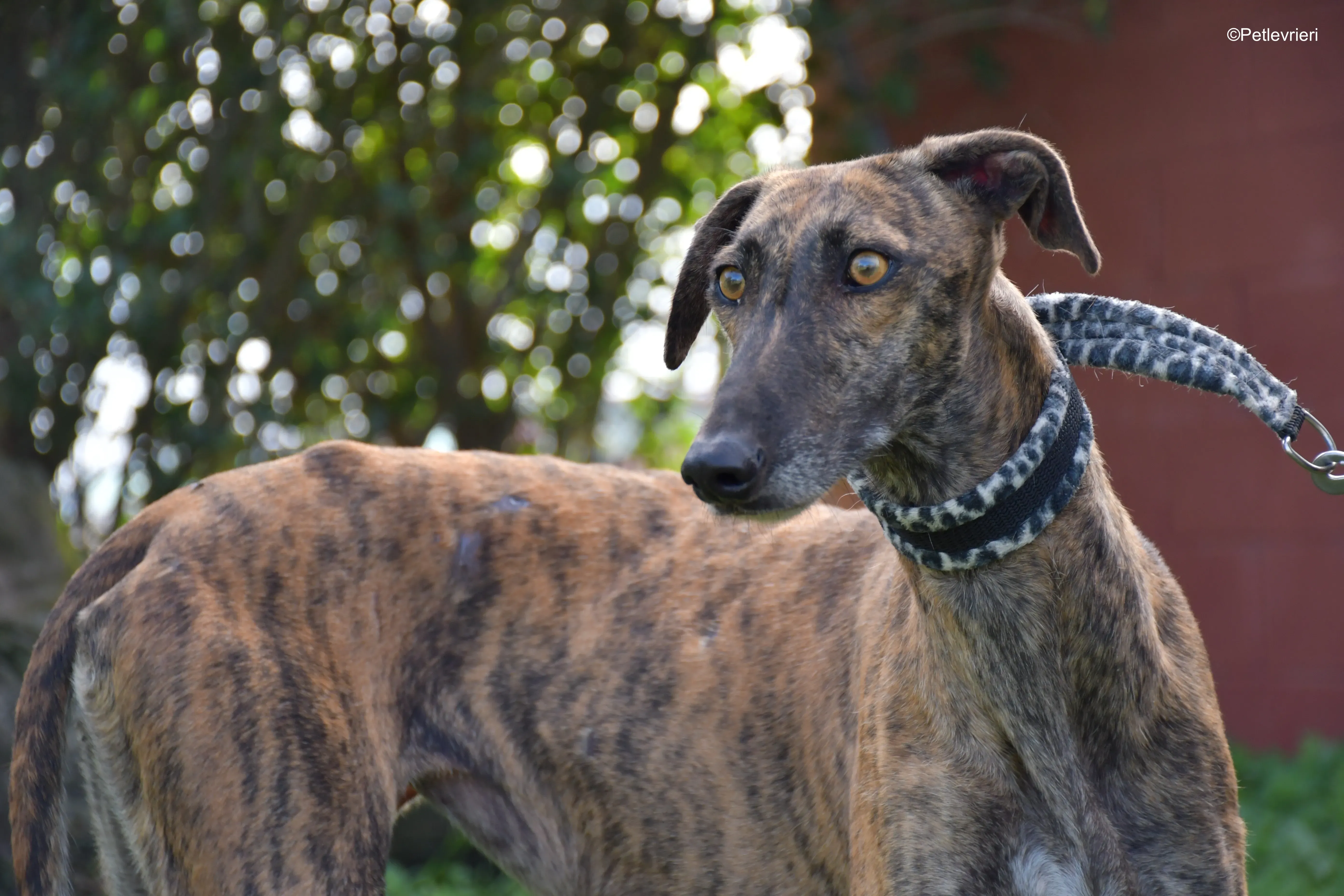 cuchu adozione levrieri galgo 2