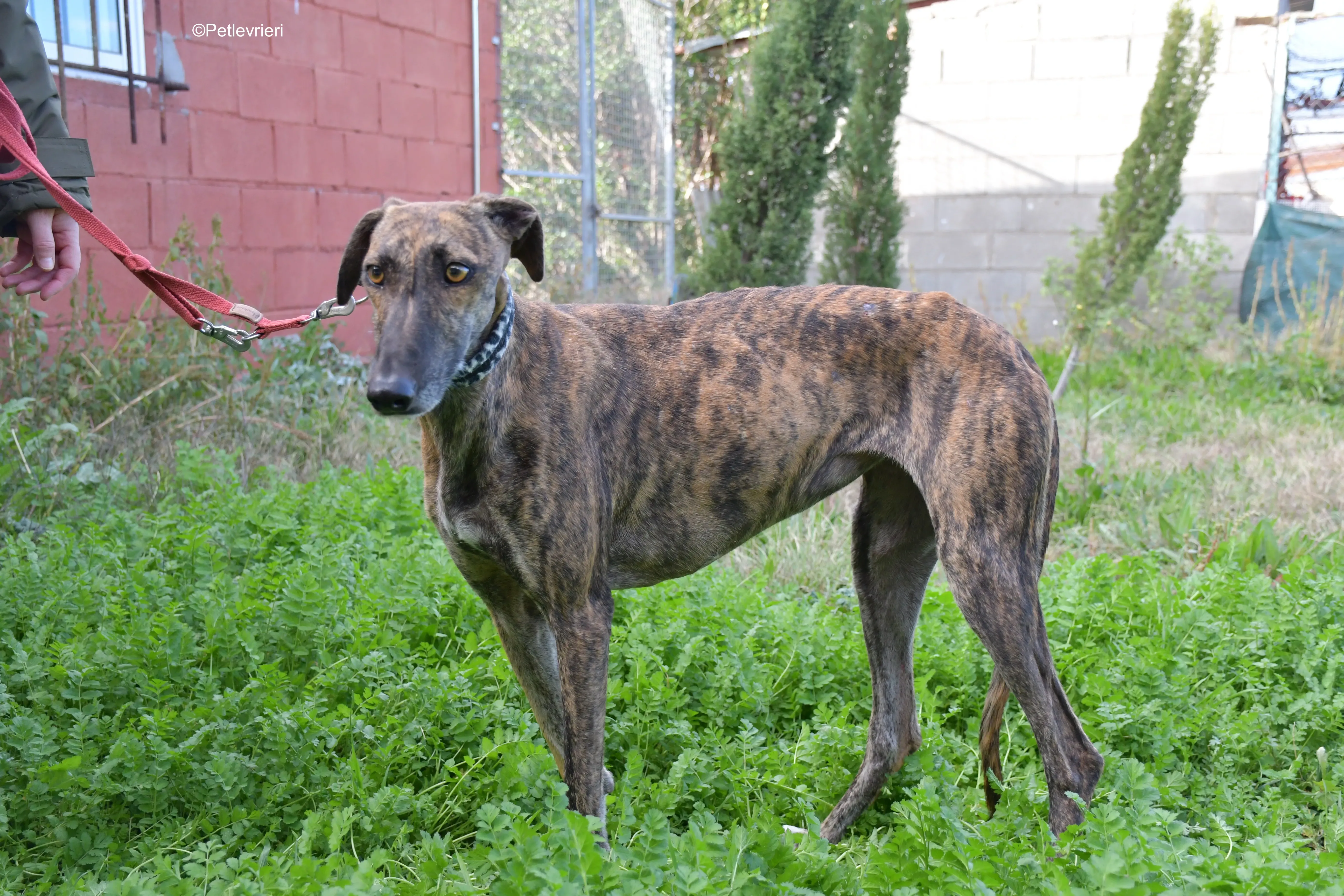 cuchu adozione levrieri galgo 3