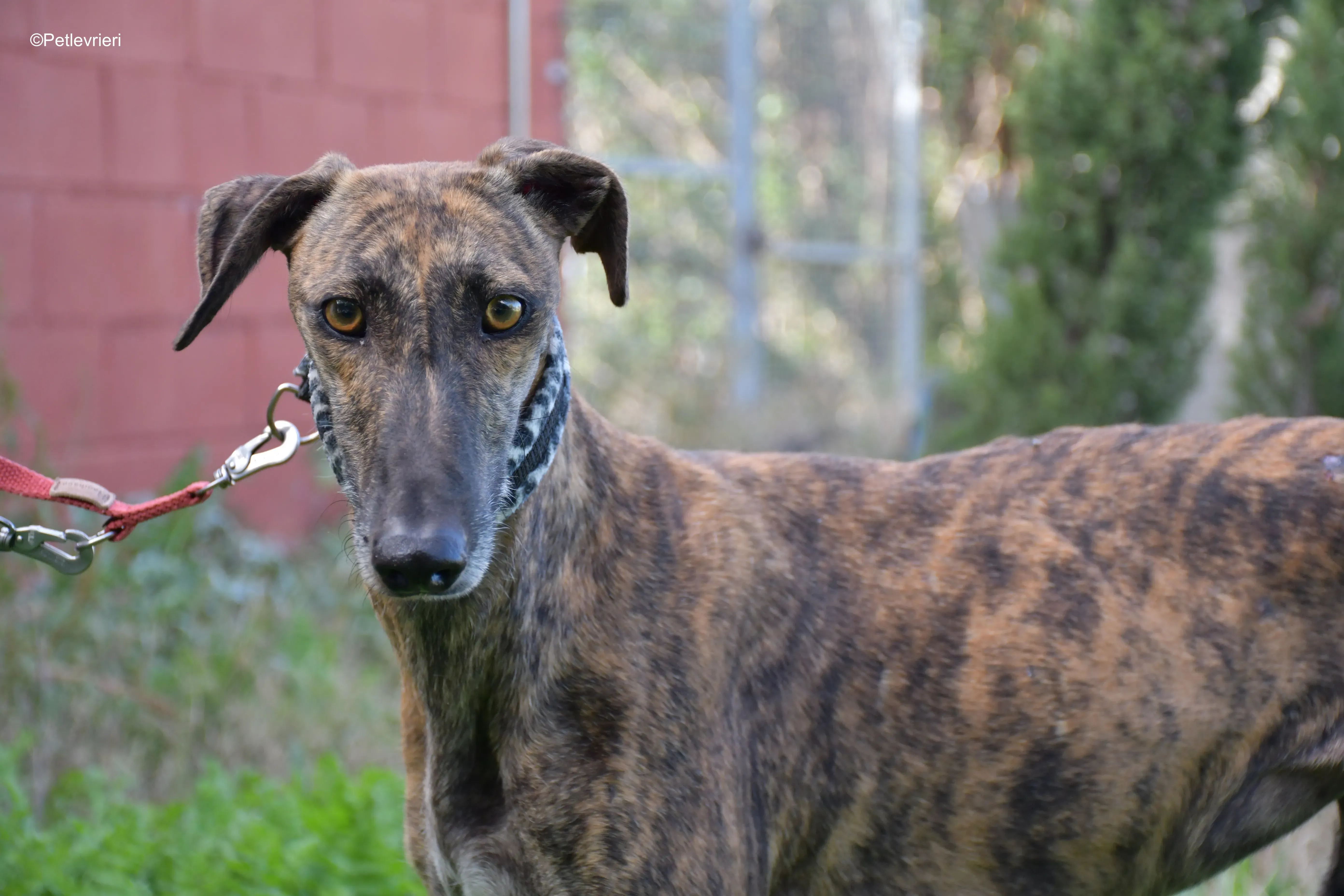 cuchu adozione levrieri galgo 4