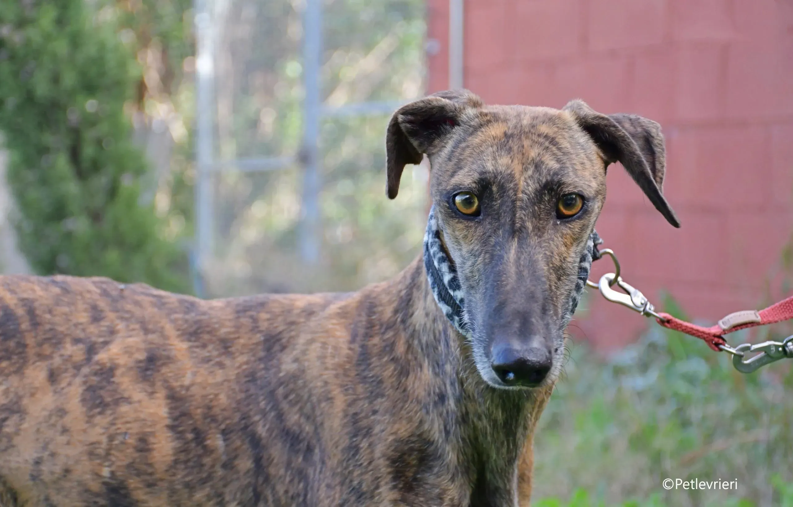 cuchu adozione levrieri galgo 4b scaled e1701108489817