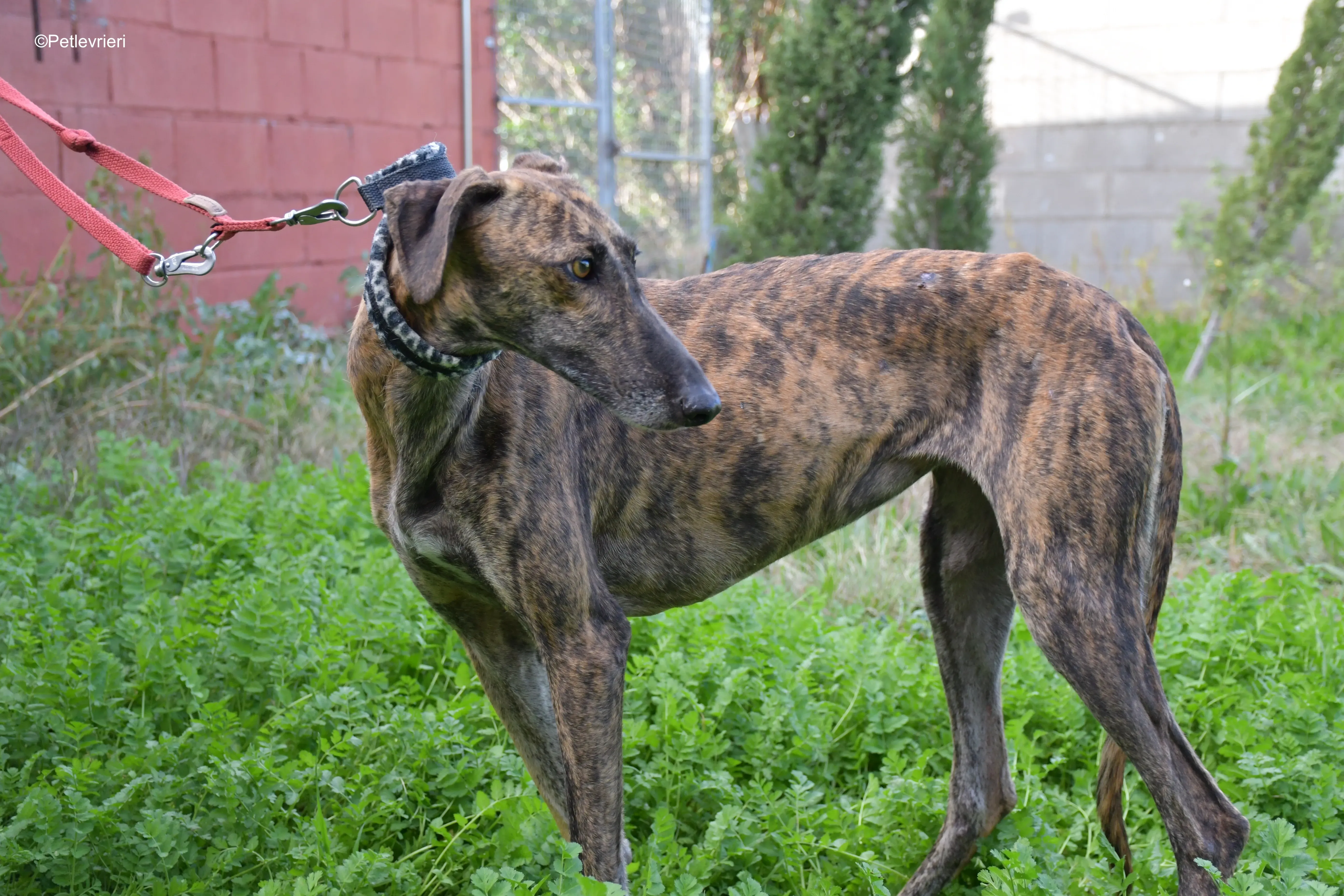 cuchu adozione levrieri galgo 5