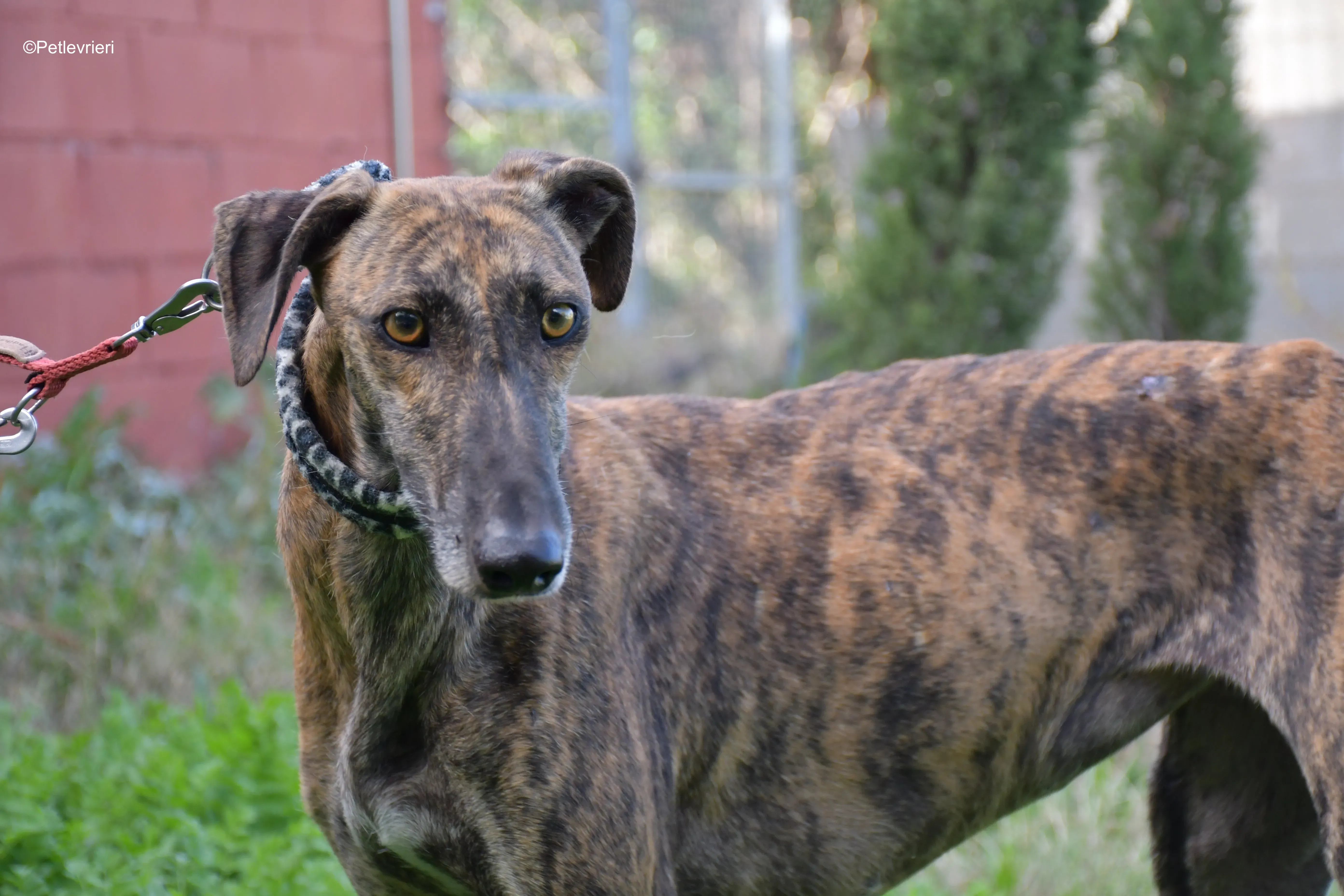 cuchu adozione levrieri galgo 6