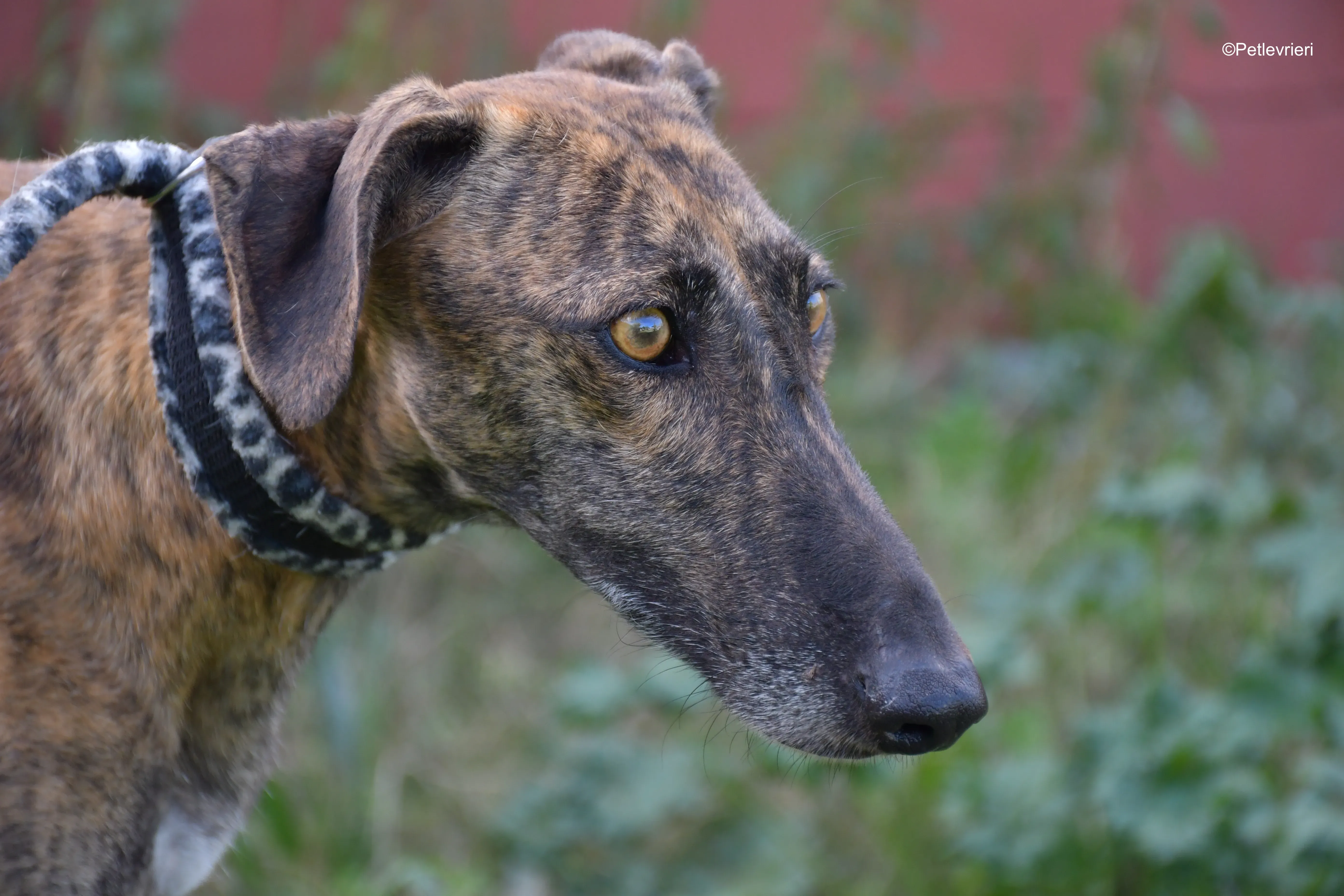 cuchu adozione levrieri galgo 7