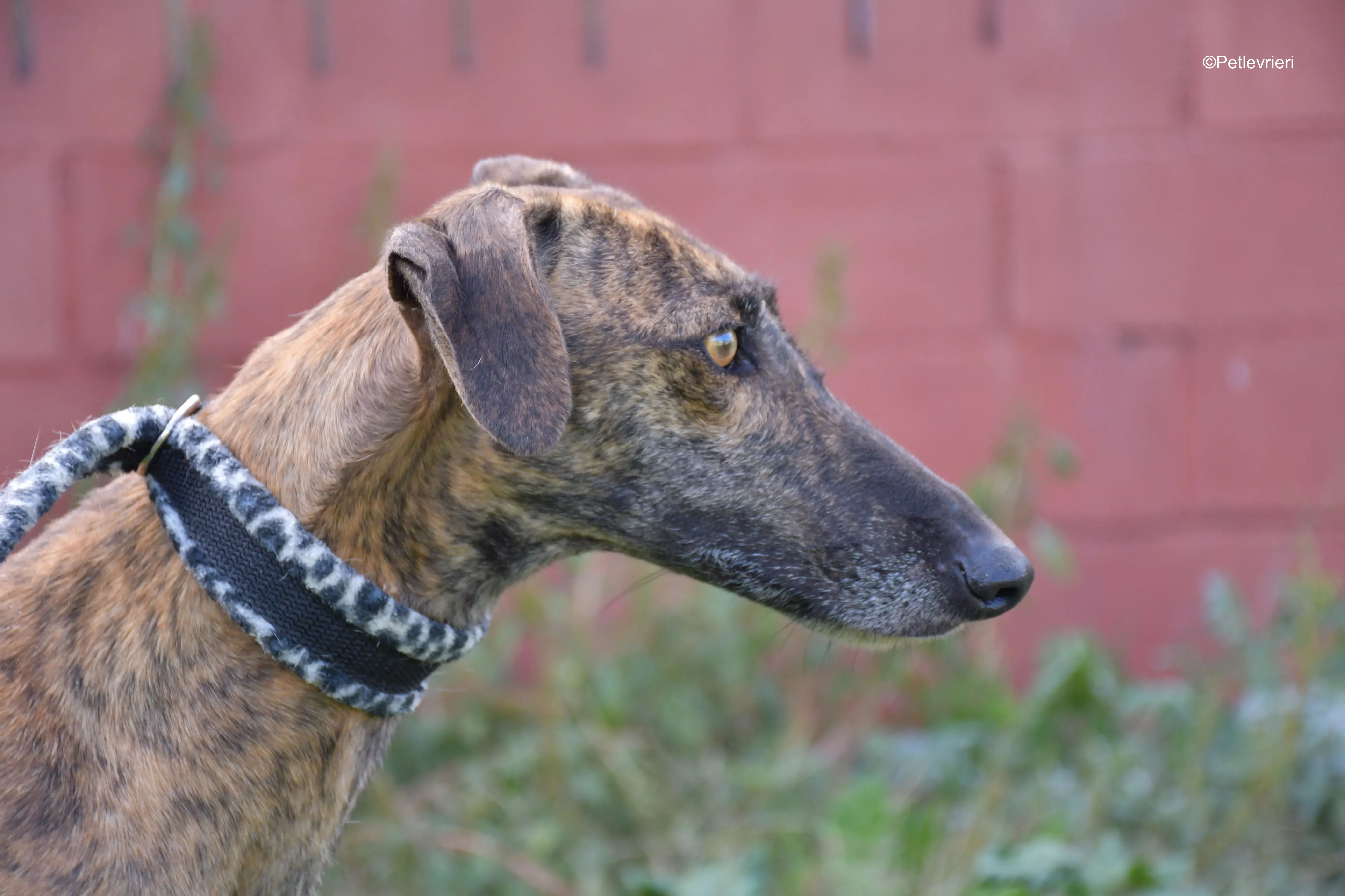 cuchu adozione levrieri galgo 8