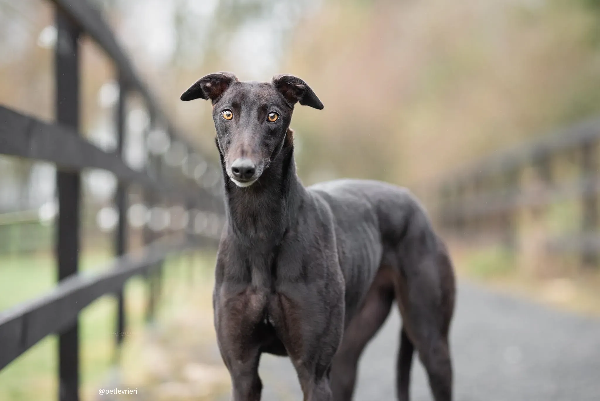 cuddles adozione greyhound 1