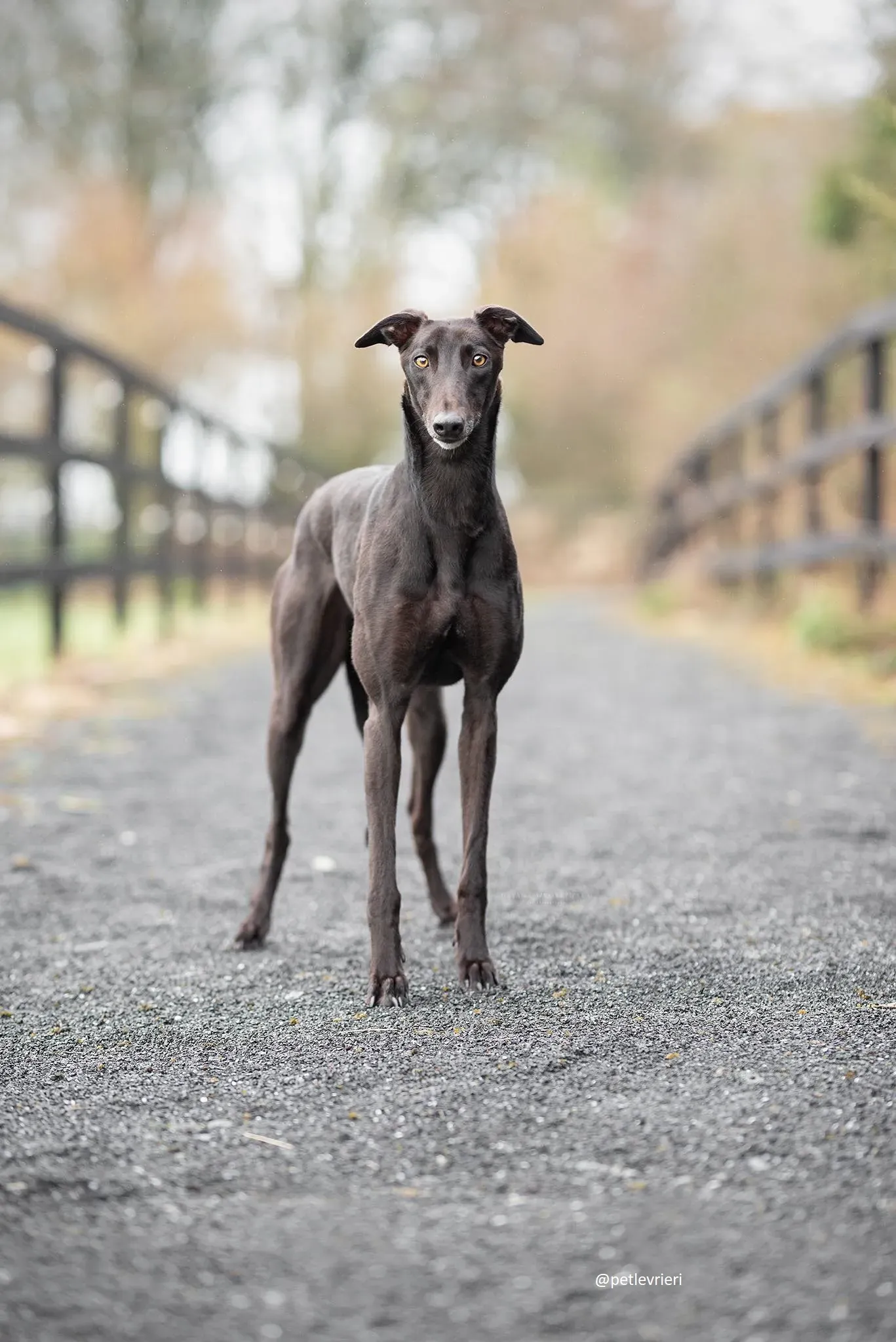 cuddles adozione greyhound 2